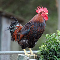 Barnevelder Rooster