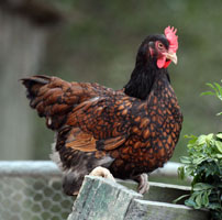 Barnevelder Hen