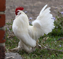 White D'Uccle Rooster
