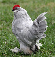 Lavender D'Uccle Rooster