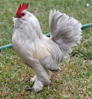 Porcelain D'Uccle Rooster