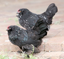 Black & Black Mottle Mottle D'Uccle Hens