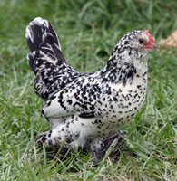 Silver Millie Fleur D'Uccle Hen