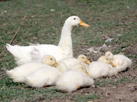 Pekin Ducks Photos: Samantha Munro
