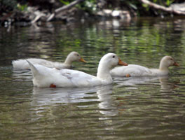 Pekin Ducks Photos: Samantha Munro