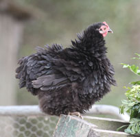 Frizzle Pekin Hen