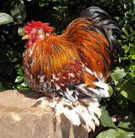 Millie Fleur Pekin Rooster
