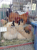 Buff Sussex Trio